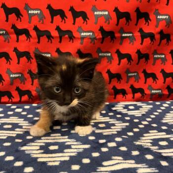 Cupcake -  Domestic Short Hair Cat for Adoption in Washburn, Missouri - Cupcake | PetCurious