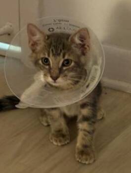 TOLOUSE -  Domestic Short Hair Cat for Adoption in Miami, Florida - TOLOUSE | PetCurious