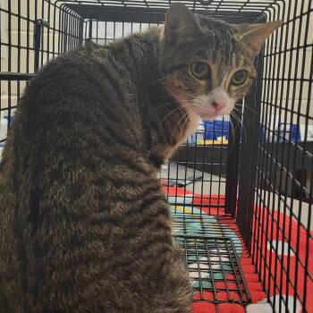 Domestic Short Hair Cats Available for Adoption - Butter Cup | PetCurious