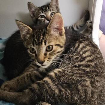 Ponzu -  Domestic Short Hair Cat for Adoption in Woodinville, Washington - Ponzu | PetCurious