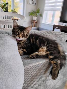 Wanda (FF/FA) -  Domestic Medium Hair Cat for Adoption in Sainte-angèle-de-monnoir, Quebec - Wanda (FF/FA) | PetCurious