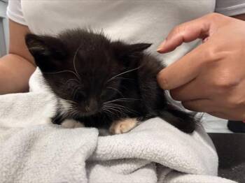POE -  Domestic Short Hair Cat for Adoption in Charlotte, North Carolina - POE | PetCurious