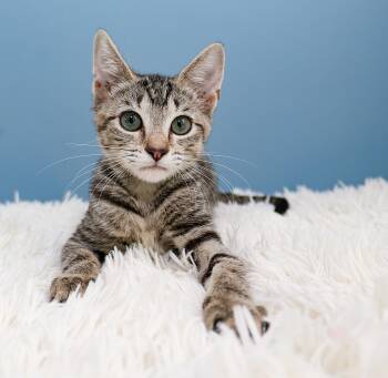 Storm -  Domestic Short Hair Cat for Adoption in Charlotte, North Carolina - Storm | PetCurious