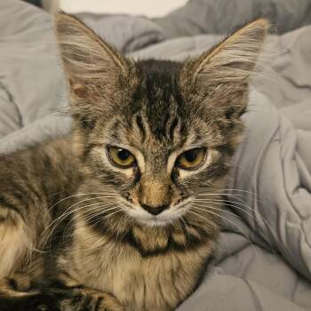 Rescue Domestic Long Hair Cats for Adoption in Sonora, California - Foxy Roxy | PetCurious