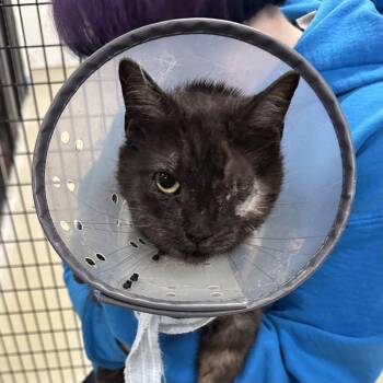 Domestic Short Hair Cats Available for Adoption in Alexandria, Virginia - Mamba | PetCurious