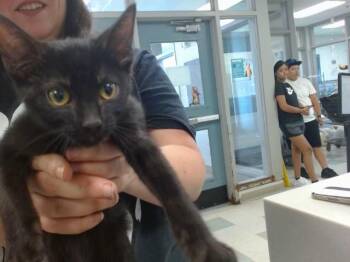 MOWGLI -  Domestic Short Hair Cat for Adoption in Oklahoma City, Oklahoma - MOWGLI | PetCurious