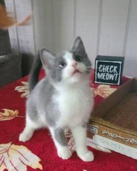 Rescue Domestic Short Hair Cats for Adoption in Russellville, Kentucky - Espresso | PetCurious