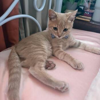 Corn -  American Shorthair Cat for Adoption in Brea, California - Corn | PetCurious