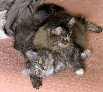 Sammie and Iggy, a brother/sister pair -  Maine Coon and Domestic Long Hair Cat Available for Adoption in Everett, Washington - Sammie And Iggy, A Brother/sister Pair | PetCurious