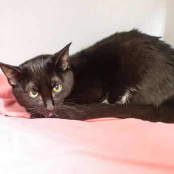 Domestic Short Hair Cats Available for Adoption in Dover, New Hampshire - Magenta | PetCurious