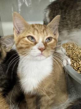 Liam -  Domestic Short Hair Cat for Adoption in Fort Walton Beach, Florida - Liam | PetCurious
