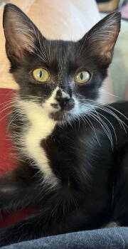 Rescue Tuxedo and Domestic Medium Hair Cats for Adoption in Magnolia Springs, Alabama - Merlyn | PetCurious