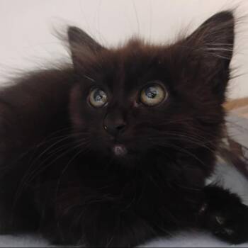Arabella* -  Domestic Short Hair Cat for Adoption in San Gabriel, California - Arabella* | PetCurious
