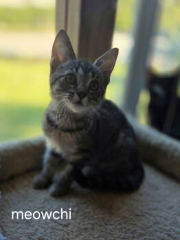 Rescue Domestic Short Hair Cats for Adoption in Oviedo, Florida - Meowchi | PetCurious