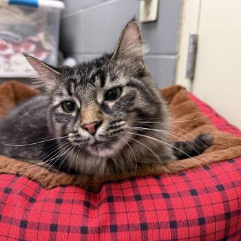 Gravy -  Domestic Long Hair Cat Available for Adoption in Latrobe, Pennsylvania - Gravy | PetCurious