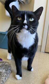 Aster -  Tuxedo Cat Available for Adoption - Aster | PetCurious