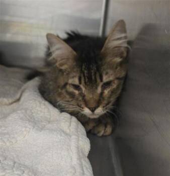 James Hetfield -  Domestic Long Hair Cat for Adoption in El Paso, Texas - James Hetfield | PetCurious