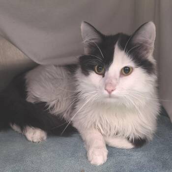 Domestic Long Hair Cats Available for Adoption in Fort Wayne, Indiana - Whiskers | PetCurious