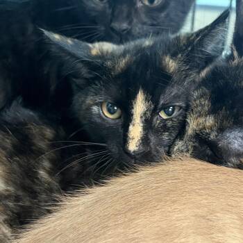 Ziti -  Domestic Short Hair Cat for Adoption in Charleston, South Carolina - Ziti | PetCurious