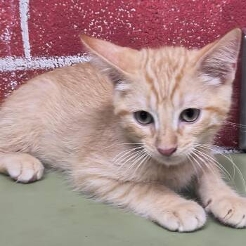 Charlie -  Domestic Short Hair Cat Available for Adoption in Laredo, Texas - Charlie | PetCurious