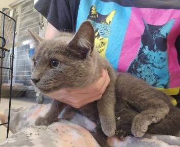 Rio -  Domestic Short Hair Cat for Adoption in Dickson, Tennessee - Rio | PetCurious