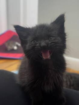 Peppercorn -  Domestic Short Hair Cat for Adoption in Elmira, New York - Peppercorn | PetCurious
