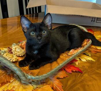 Chronos (A142848) -  Domestic Short Hair Cat for Adoption in Burbank, California - Chronos (A142848) | PetCurious