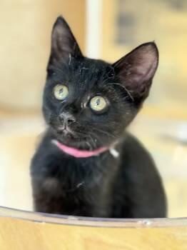 Rescue Domestic Short Hair Cats for Adoption in Fort Worth, Texas - Cilla Black | PetCurious