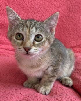 Rescue Tiger and Extra Toes Cat Hemingway Polydactyl Cats for Adoption in Lake Monroe, Florida - Shadow | PetCurious