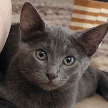 Dixie -  Domestic Short Hair Cat for Adoption in Larkfield-wikiup, California - Dixie | PetCurious