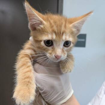 Whisk -  Domestic Short Hair Cat for Adoption in Cleveland, Mississippi - Whisk | PetCurious