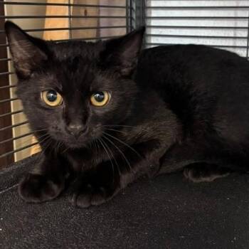 Angelo -  Domestic Short Hair Cat for Adoption in Allegan, Michigan - Angelo | PetCurious