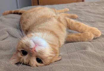 Domestic Short Hair Cats Available for Adoption - Kevin | PetCurious