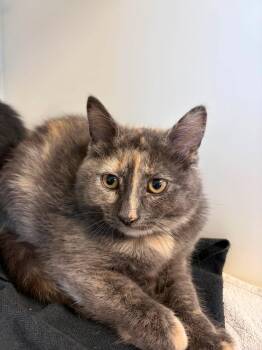 BEE -  Domestic Short Hair Cat for Adoption in Delson, Quebec - BEE | PetCurious