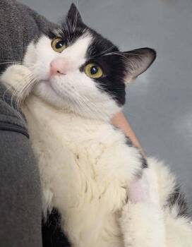 Tasha -  Domestic Short Hair Cat for Adoption in Raleigh, North Carolina - Tasha | PetCurious