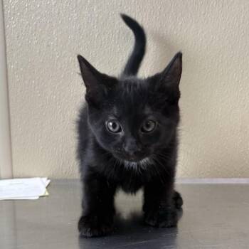 Domestic Short Hair Cats Available for Adoption - Kelp | PetCurious