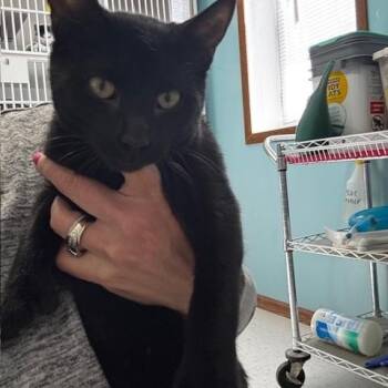 Domestic Short Hair Cats Available for Adoption - Toebias | PetCurious