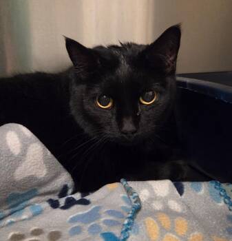 Domestic Short Hair Cats Available for Adoption in Ocala, Florida - Priestess (Ninja) (Petco) | PetCurious