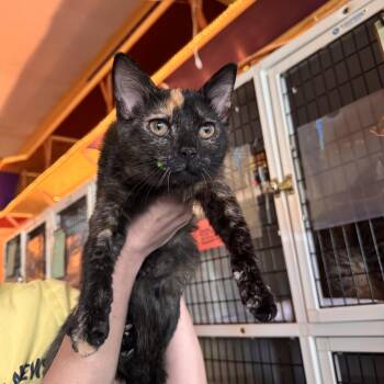 Tortoiseshell Cats Available for Adoption in Memphis, Tennessee - Star | PetCurious