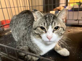 Domestic Short Hair Cats Available for Adoption in Greenville, South Carolina - Andrew The Porch Pirate LH | PetCurious