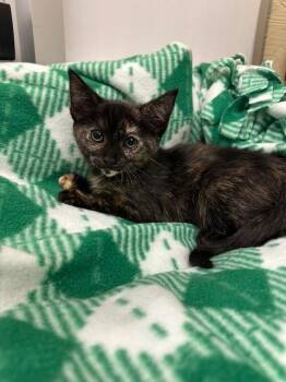 Tortoiseshell Cats Available for Adoption in Parlier, California - Ashlyn | PetCurious