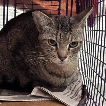 Frankie -  Tabby Cat for Adoption in Los Angeles, California - Frankie | PetCurious