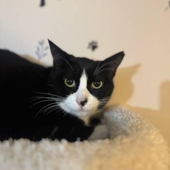Freida -  Domestic Short Hair Cat for Adoption in Hamilton Township, New Jersey - Freida | PetCurious