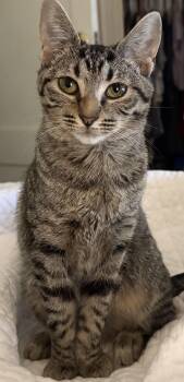 Domestic Short Hair Cats Available for Adoption - Sonic | PetCurious