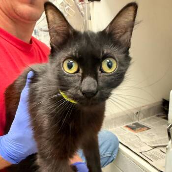 Indigo (18) -  Domestic Short Hair Cat for Adoption in Marshall, Texas - Indigo (18) | PetCurious
