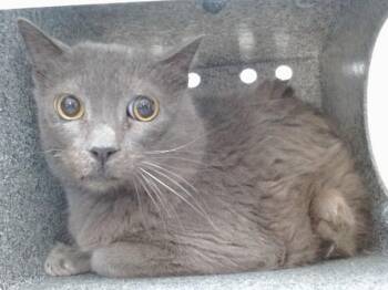 GRAYSON -  Domestic Short Hair Cat for Adoption in Orlando, Florida - GRAYSON | PetCurious