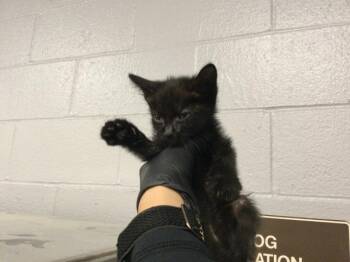 A1923342 -  Domestic Short Hair Cat for Adoption in Thousand Palms, California - A1923342 | PetCurious