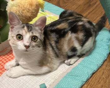 Tiger lilly -  Domestic Short Hair Cat for Adoption in Murfreesboro, Tennessee - Tiger Lilly | PetCurious