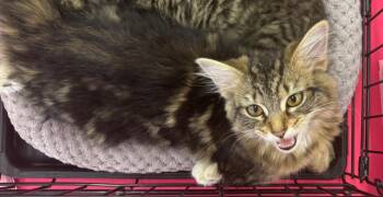 Whistle -  Domestic Long Hair Cat for Adoption in Gorham, Maine - Whistle | PetCurious