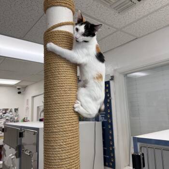 Mango -  Calico Cat for Adoption in Newport Beach, California - Mango | PetCurious